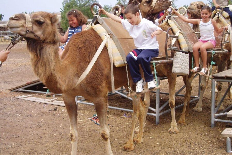 camel-park-tenerife-excursion-30-mins2_l