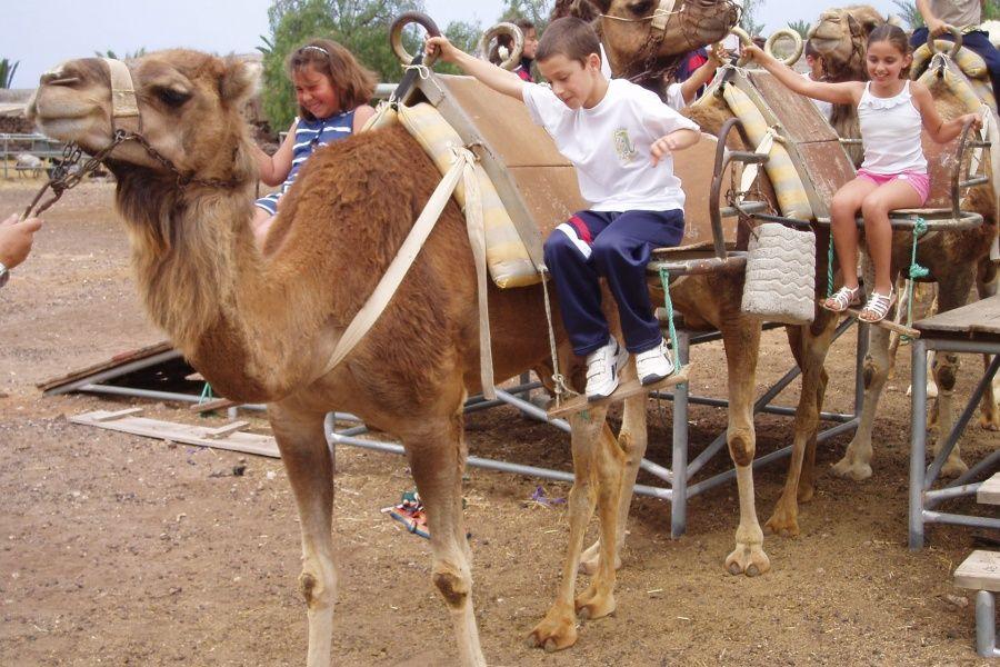camel-park-tenerife-excursion-30-mins2