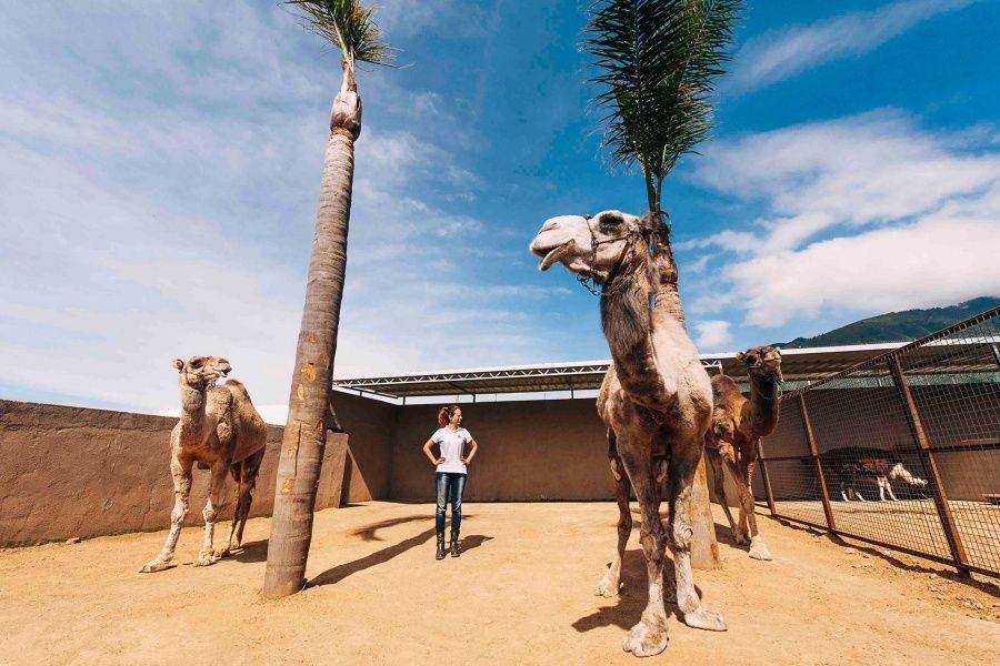 camel-park-tenerife-excursion-30-mins3