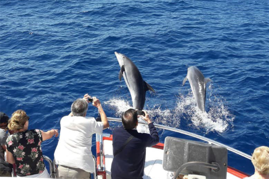 gran-canaria-dolphin-spotting