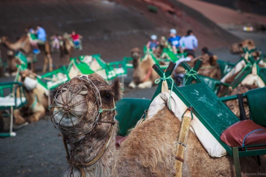 camel-ride-gran-canaria-tour_4