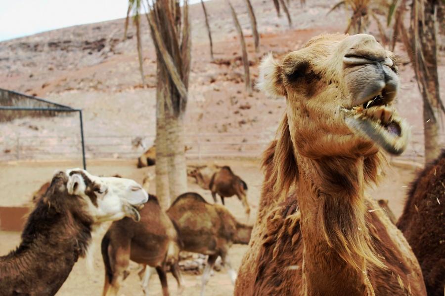 oasis-fuerteventura-with-camel-safari_4_l