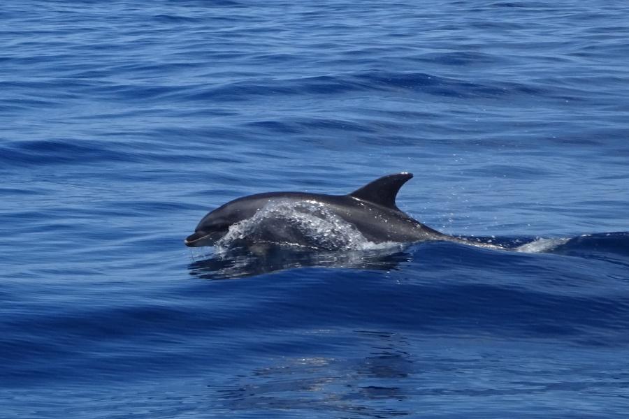 dolphin-spotting-fuerteventura