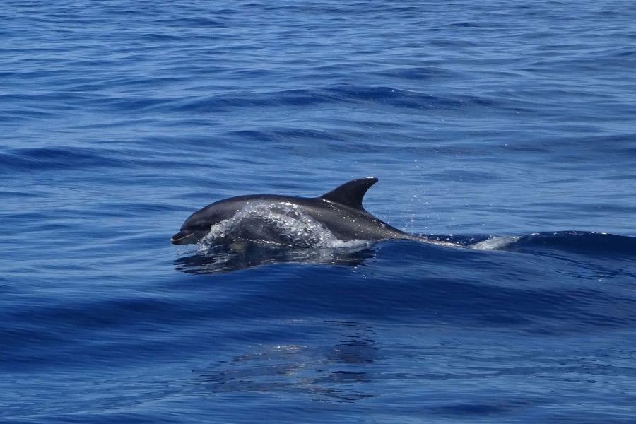 Abrazo Tenerife Dolphin Boat Trip