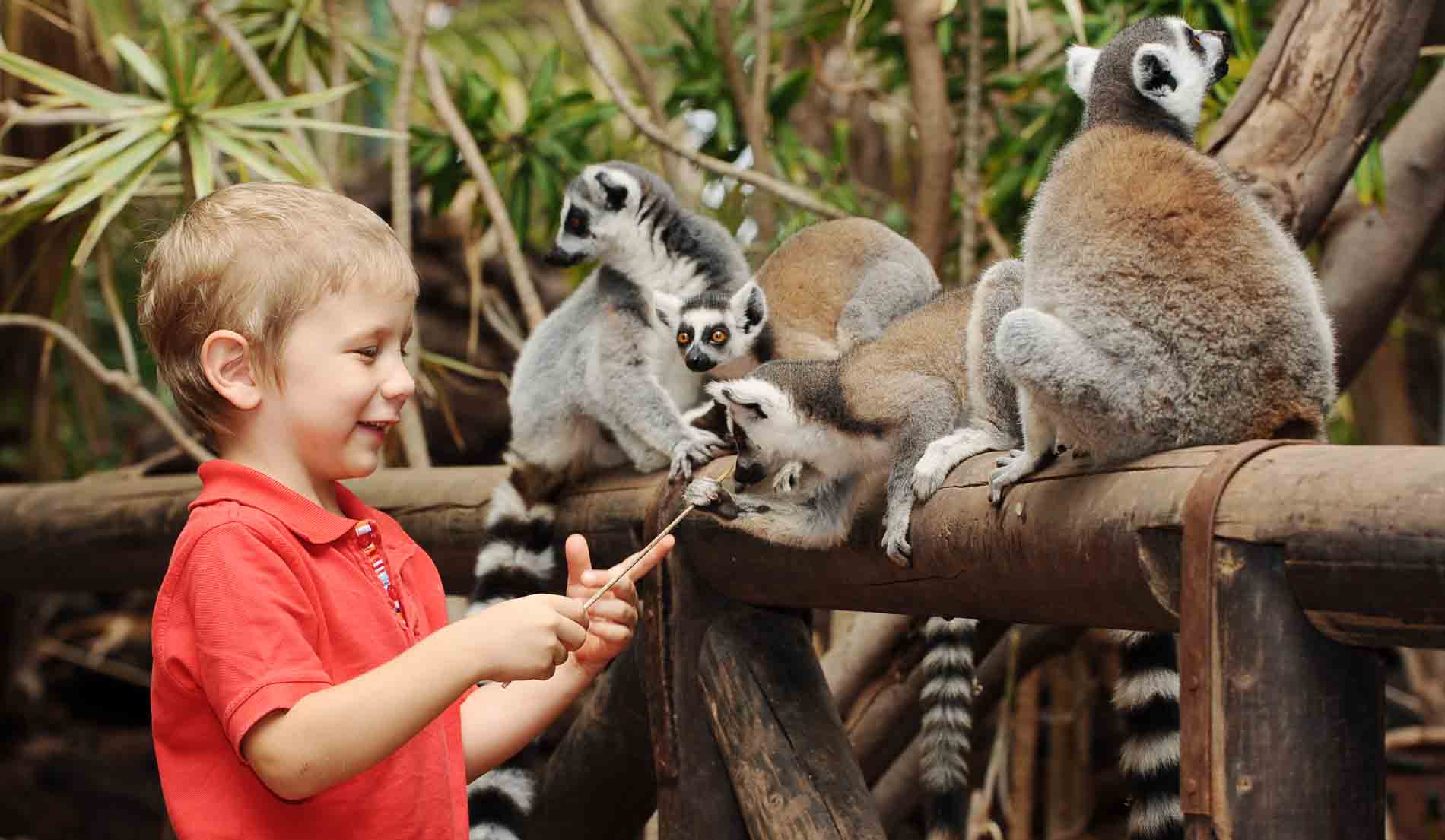 Oasis Park Lemur Experience