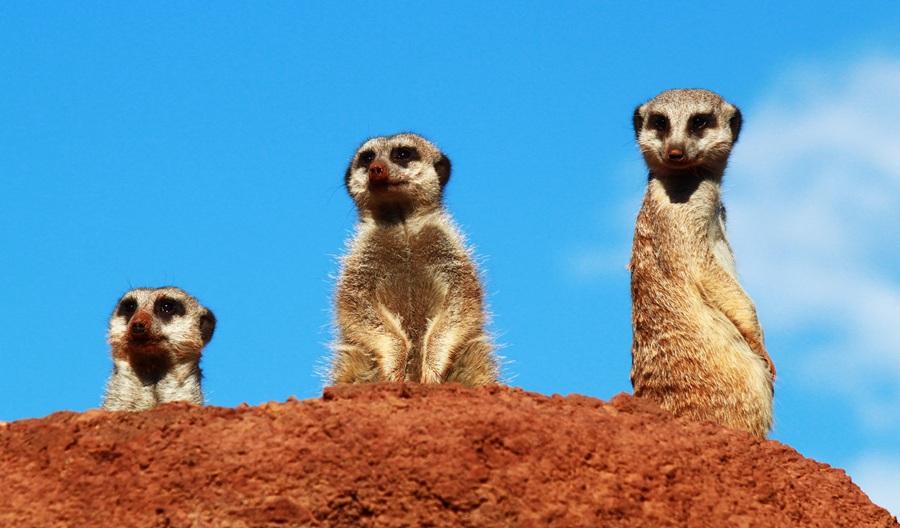 Oasis Park Meerkats